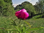 32  Peonia officinalis (Peonia selvatica) in piena fioritura con vista sul Monte Zucco